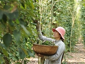 Xuất khẩu hồ tiêu tăng trưởng trở lại nhờ trợ lực từ các FTA