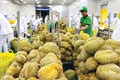 Xuất khẩu trái cây: Một năm đại thắng