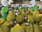Xuất khẩu rau quả "bùng nổ" trong năm 2023?