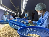 Không đạt mục tiêu, doanh nghiệp xuất khẩu điều tìm thị trường ngách