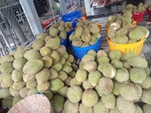 Bùng nổ xuất khẩu sầu riêng sau khi được Trung Quốc ‘mở cửa’