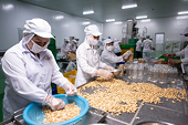 Tận dụng quy định 'thoáng' của FTA để tăng xuất khẩu cho ngành điều