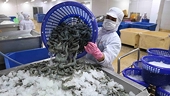 Xuất khẩu tôm sẽ ảm đạm dịp đầu năm