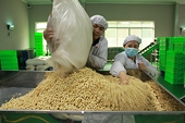 Cảnh báo thủ đoạn lừa đảo xuất khẩu ở thị trường Ý