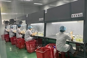 Doanh nghiệp xuất khẩu dược liệu sang Trung Quốc sẽ phải có đăng ký