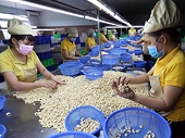 Hạt điều “rộng cửa” vào EU