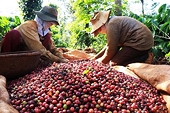 Doanh nghiệp Việt Nam cần lưu ý những quy định mới khi xuất khẩu sang Ấn Độ