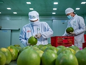 Xuất khẩu tỉ USD, trái cây Việt vẫn không có thương hiệu