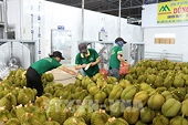 Xuất khẩu rau quả tăng tốc