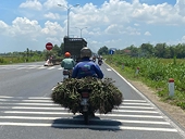 Cau, hồ tiêu, long nhãn, gừng, quế của Việt Nam muốn xuất khẩu sang Trung Quốc phải đăng ký