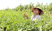 EU siết chặt quy định với hàng nhập khẩu, doanh nghiệp Việt Nam cần có sự chuẩn bị sớm