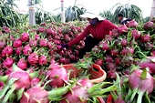 Thị trường xuất khẩu rau quả: Dư địa lớn nhưng tiêu chuẩn cao