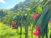 Trung Quốc vượt Việt Nam về diện tích thanh long, cơ hội cho doanh nghiệp xuất khẩu còn rộng cửa?