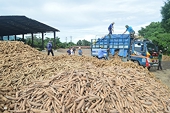 Xuất khẩu sắn tăng mạnh nhưng cần sớm tránh tình trạng "bỏ trứng vào một giỏ"