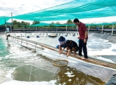 Bàn giải pháp gỡ khó khăn xuất khẩu tôm: Đa dạng hóa sản phẩm, tìm thêm thị trường mới