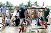 Giảm đơn hàng ở Mỹ, thủy sản Việt Nam tìm "cửa sáng" ở Trung Quốc, Anh