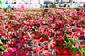 Nhiều nhà nhập khẩu tìm đối tác, cơ hội cho hàng Việt