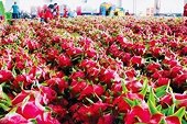 Nhiều nhà nhập khẩu tìm đối tác, cơ hội cho hàng Việt