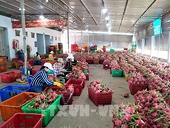 Doanh nghiệp lưu ý điều gì để xuất khẩu sang Nhật Bản hiệu quả?