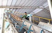 Cơ hội xuất khẩu sắn và tinh bột sắn sang thị trường Trung Quốc
