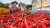 Phòng thí nghiệm nào được phép kiểm nghiệm ớt xuất khẩu sang Hàn Quốc