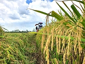 Xuất khẩu nông sản chính ngạch phù hợp với thị trường Trung Quốc