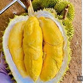 Lo sầu riêng xuất sang Trung Quốc bị 'nút thắt cổ chai'