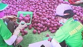 Lô khoai lang xuất khẩu chính ngạch đầu tiên đến thị trường Trung Quốc