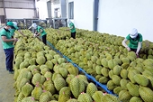 Xuất khẩu phập phồng lo mã số vùng trồng