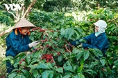 Xây dựng thương hiệu nông sản quốc gia là bài toán khó