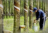 Xuất khẩu cao su đối mặt cạnh tranh tại thị trường Hà Lan