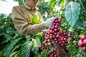 Kim ngạch xuất khẩu cà phê Việt Nam có cơ hội duy trì mức 4 tỷ USD