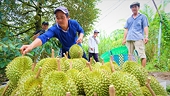Tạo bước đột phá cho HTX xuất khẩu sầu riêng