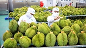 Xuất khẩu nông, lâm, thủy sản giảm sốc
