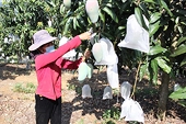 Để tiêu thụ nông sản không còn là nỗi lo