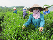Xuất khẩu chè giảm cả về lượng và trị giá