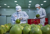 Xuất khẩu rau quả sang Hà Lan tăng trưởng cao nhất trong 4 tháng đầu năm