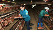 Giải bài toán tiêu thụ nông sản