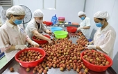 Xuất khẩu vải thiều sẽ khởi sắc