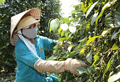 Trung Quốc tiếp tục là thị trường cứu thua cho xuất khẩu tiêu Việt Nam