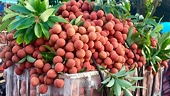 Thêm nhiều thị trường 'rộng cửa' với quả vải Việt Nam