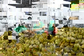 Sầu riêng tiếp tục tăng trưởng xuất khẩu
