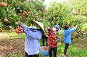 Bộ Công Thương: Đồng bộ giải pháp đẩy mạnh xuất khẩu nông sản chủ lực