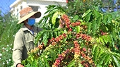 Xuất khẩu cà phê lập kỷ lục mới