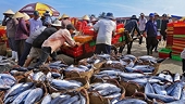 Xuất khẩu thủy sản kỳ vọng phục hồi vào nửa cuối năm, động lực chủ yếu từ thị trường Mỹ
