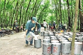 Thị phần cao su Việt Nam đang bị thu hẹp tại Hàn Quốc