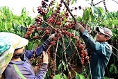 Quy định mới của EU với một số sản phẩm liên quan đến phá rừng