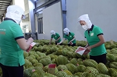 Nhiều dư địa cho xuất khẩu sầu riêng