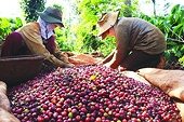 Xuất khẩu cà phê có thể vượt mức 4 tỷ USD