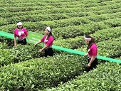 Xuất khẩu chè thu về 64,5 triệu USD trong 5 tháng